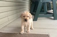 AKC Yellow Male, a male Labrador Retriever for sale in Doylestown, OH – 3 of 5