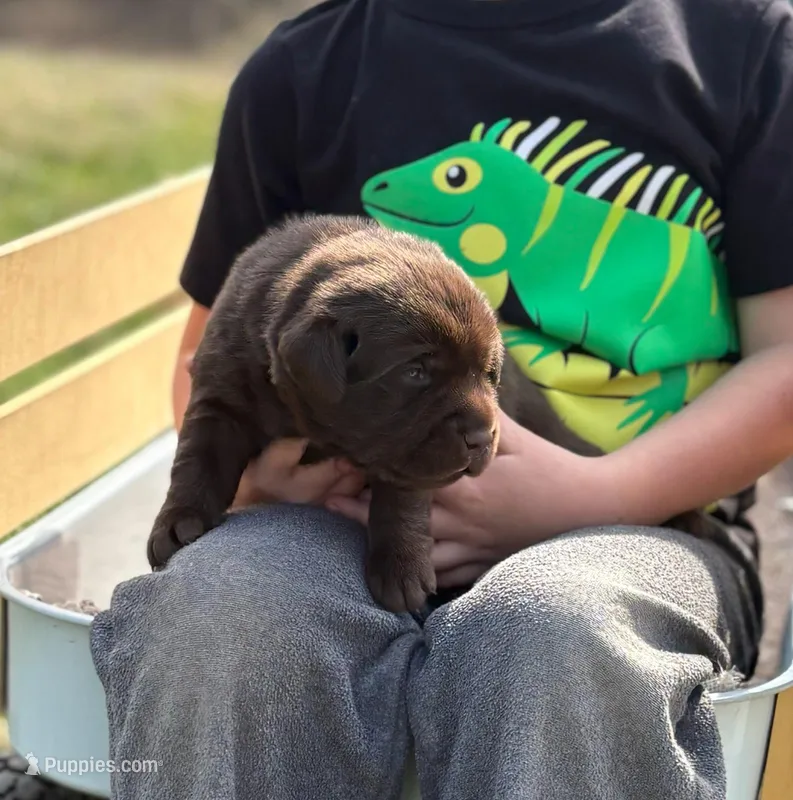 Chocolate Male – Labrador Retriever puppy for sale in Doylestown, OH
