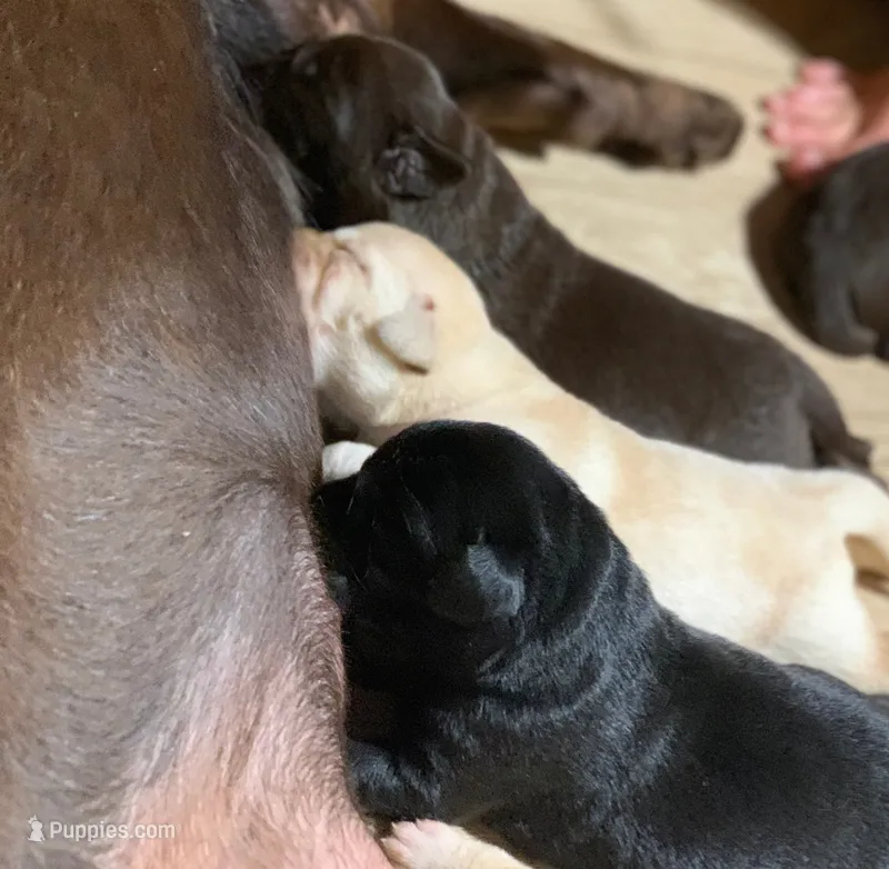AKC Chocolate Male – Labrador Retriever puppy for sale in Doylestown, OH