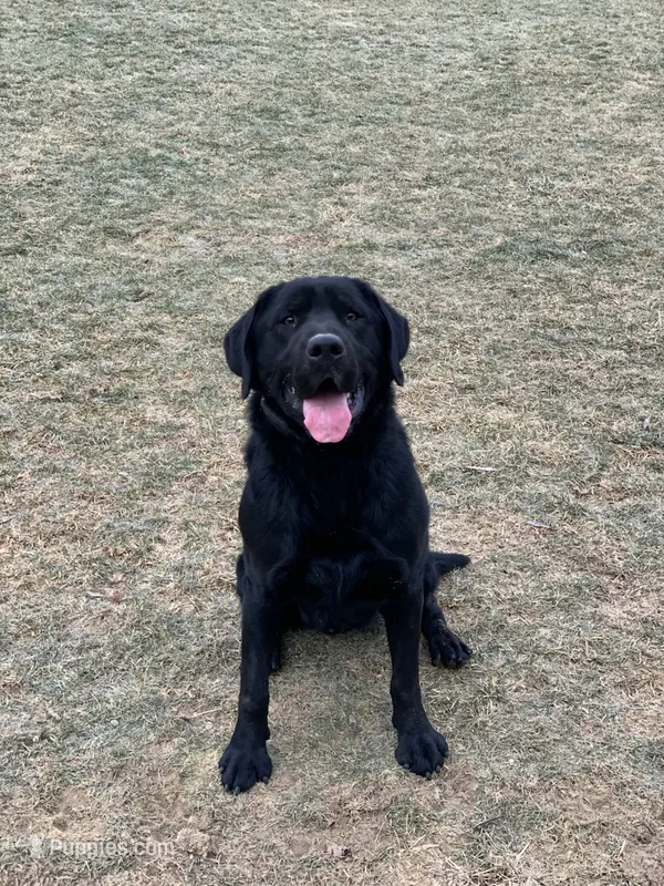 AKC Black Male – Labrador Retriever puppy for sale in Doylestown, OH
