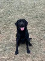 AKC Black Male, a male Labrador Retriever for sale in Doylestown, OH – 2 of 3