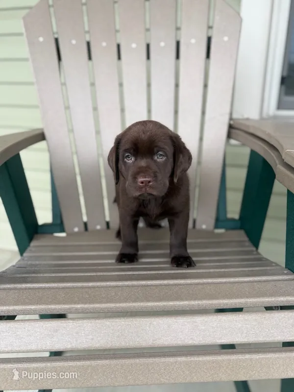 AKC chocolate female – Labrador Retriever puppy for sale in Doylestown, OH