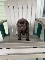 AKC chocolate female, a female Labrador Retriever for sale in Doylestown, OH – 1 of 4
