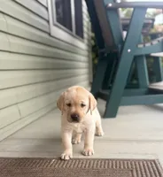 AKC Yellow Male, a male Labrador Retriever for sale in Doylestown, OH – 2 of 5