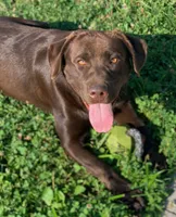 AKC Chocolate Male, a male Labrador Retriever for sale in Doylestown, OH – 2 of 3