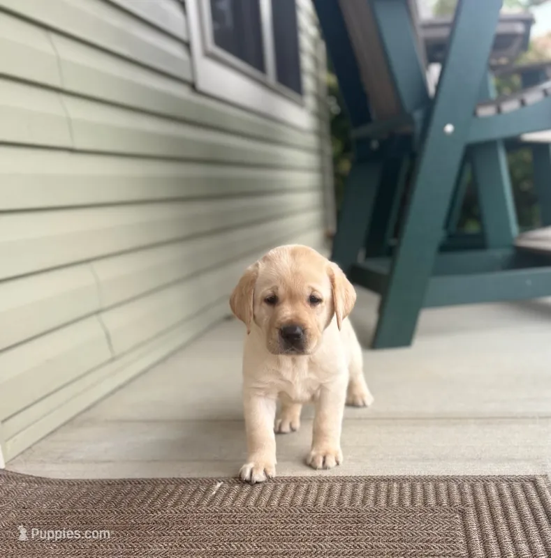AKC Yellow Male – Labrador Retriever puppy for sale in Doylestown, OH