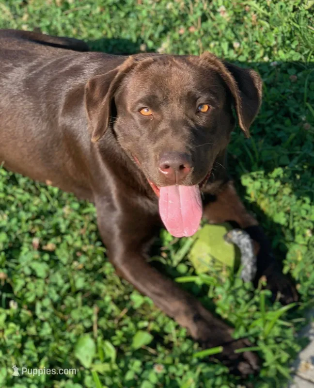 AKC yellow female – Labrador Retriever puppy for sale in Doylestown, OH