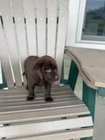 AKC chocolate female, a female Labrador Retriever for sale in Doylestown, OH – 2 of 4