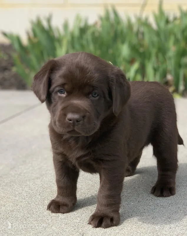 Chocolate female – Labrador Retriever puppy for sale in Doylestown, OH