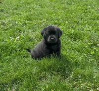 Black female, a female Labrador Retriever for sale in Doylestown, OH – Photo 7 of 8