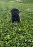 Black female, a female Labrador Retriever for sale in Doylestown, OH – Photo 8 of 8