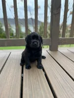 Black female, a female Labrador Retriever for sale in Doylestown, OH – Photo 3 of 8