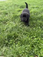 Black female, a female Labrador Retriever for sale in Doylestown, OH – Photo 6 of 8
