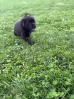 Black female, a female Labrador Retriever for sale in Doylestown, OH – Photo 4 of 8