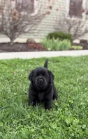Black female, a female Labrador Retriever for sale in Doylestown, OH – Photo 1 of 8