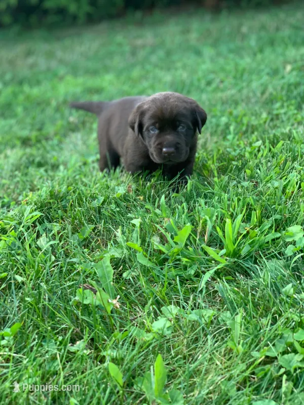 AKC Chocolate Male – Labrador Retriever puppy for sale in Doylestown, OH