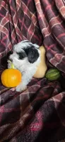 Finn, a male Miniature Schnauzer for sale in Portland, IN – Photo 2 of 4