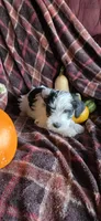 Finn, a male Miniature Schnauzer for sale in Portland, IN – Photo 4 of 4