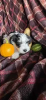 Finn, a male Miniature Schnauzer for sale in Portland, IN – Photo 3 of 4