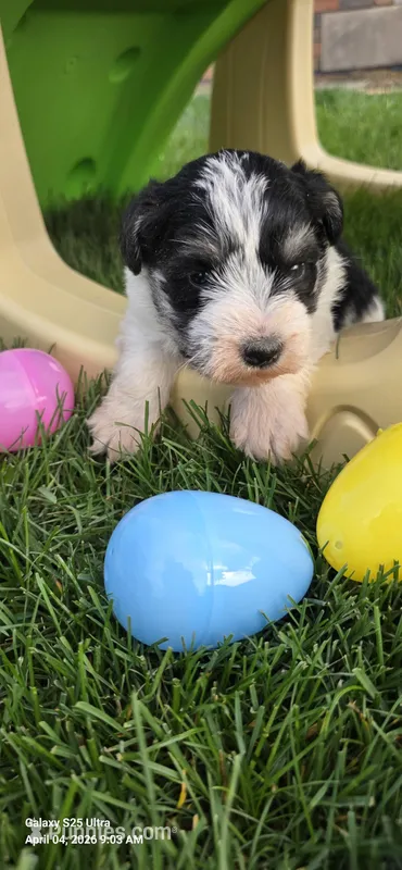 Female # 2 – Miniature Schnauzer puppy for sale in Portland, IN