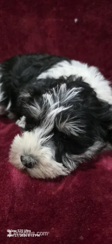 Jenny  – Miniature Schnauzer puppy for sale in Portland, IN