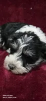 Jenny , a female Miniature Schnauzer for sale in Portland, IN – Photo 1 of 6