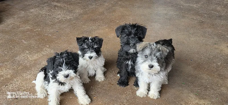 Tiny dancer  – Miniature Schnauzer puppy on hold in Portland, IN