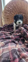 Tiny dancer , a female Miniature Schnauzer for sale in Portland, IN – Photo 1 of 4