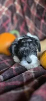 Luna, a female Miniature Schnauzer for sale in Portland, IN – Photo 2 of 2