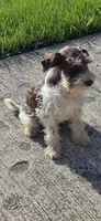 Red , a male Miniature Schnauzer for sale in Portland, IN – 7 of 7