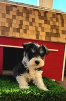 Don Jaun, a male Miniature Schnauzer for sale in Portland, IN – Photo 1 of 3