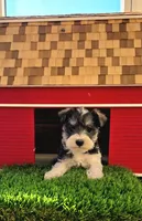 Don Jaun, a male Miniature Schnauzer for sale in Portland, IN – Photo 2 of 3