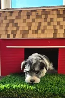 Don Jaun, a male Miniature Schnauzer for sale in Portland, IN – Photo 3 of 3