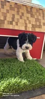 Rosie, a female Miniature Schnauzer for sale in Portland, IN – Photo 1 of 3