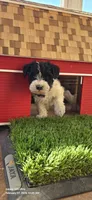 Rosie, a female Miniature Schnauzer for sale in Portland, IN – Photo 3 of 3