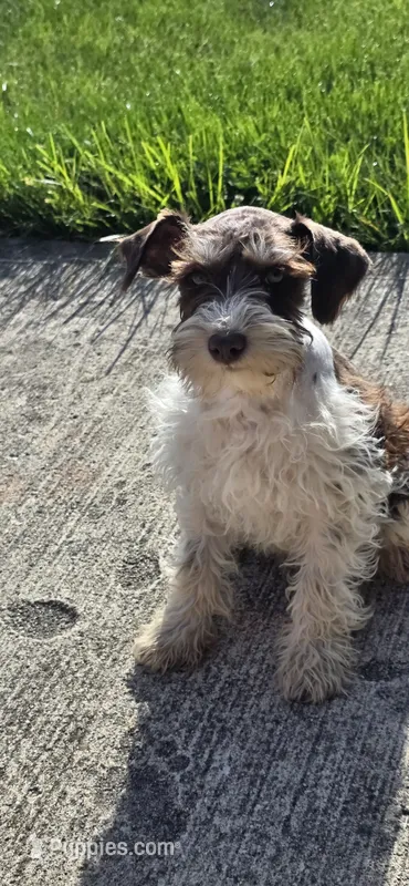 Red  – Miniature Schnauzer puppy for sale in Portland, IN