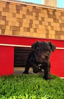 Valentino , a male Miniature Schnauzer for sale in Portland, IN – Photo 3 of 3