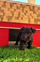 Valentino , a male Miniature Schnauzer for sale in Portland, IN – Photo 2 of 3