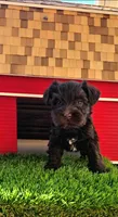 Valentino , a male Miniature Schnauzer for sale in Portland, IN – Photo 1 of 3