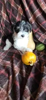Milo, a male Miniature Schnauzer for sale in Portland, IN – Photo 2 of 4