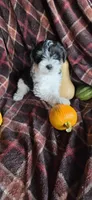 Milo, a male Miniature Schnauzer for sale in Portland, IN – Photo 4 of 4