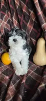 Milo, a male Miniature Schnauzer for sale in Portland, IN – Photo 3 of 4