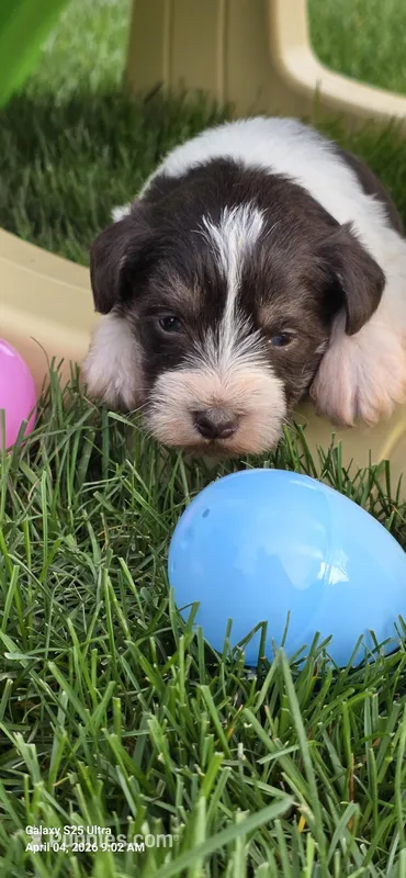 Male #2 liver and white – Miniature Schnauzer puppy for sale in Portland, IN