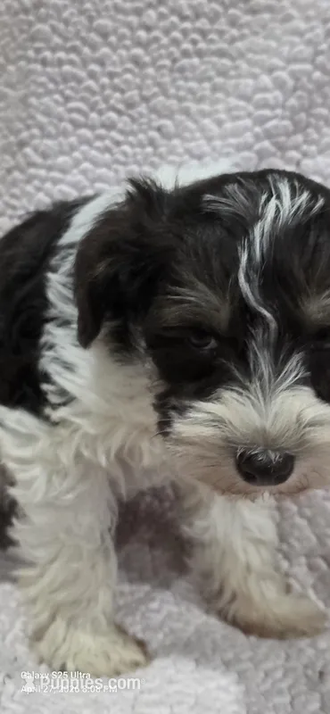 Rusty – Miniature Schnauzer puppy for sale in Portland, IN