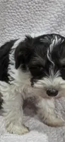 Rusty, a male Miniature Schnauzer for sale in Portland, IN – Photo 1 of 6