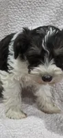 Rusty, a male Miniature Schnauzer for sale in Portland, IN – Photo 2 of 6