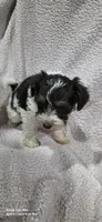 Rusty, a male Miniature Schnauzer for sale in Portland, IN – Photo 5 of 6