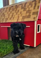 Tessie, a female Miniature Schnauzer for sale in Portland, IN – Photo 1 of 3