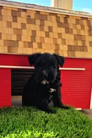 Tessie, a female Miniature Schnauzer for sale in Portland, IN – Photo 3 of 3