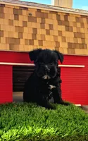 Tessie, a female Miniature Schnauzer for sale in Portland, IN – Photo 2 of 3